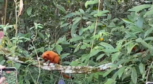Micos-leões-dourados resgatados do tráfico são devolvidos à natureza