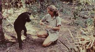 A mulher que mudou nossa visão sobre chimpanzés e humanos