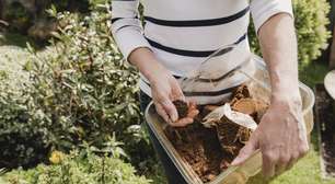 Essas são as plantas que mais gostam de borra de café: crescem rápido, ficam mais fortes e bonitas