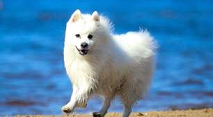 4 características do cachorro da raça spitz japonês