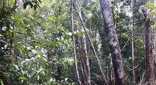 'Buracos misteriosos' intrigam e atraem curiosidade na Amazônia