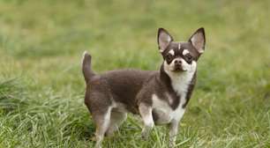11 raças de cachorros que vivem mais