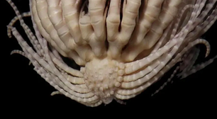 20 braços: Animal estranho é descoberto na Antártida