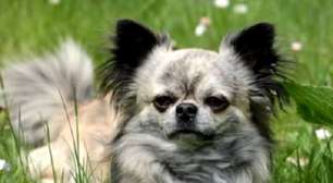 Raças de cachorro com maior longevidade; confira