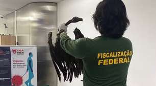 Ratos e abutres mortos: passageiro é interceptado com bagagem de 'alto risco sanitário'