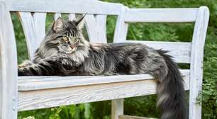 8 raças de gato grande que surpreendem pelo tamanho e personalidade