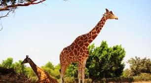8 curiosidades interessantes sobre as girafas