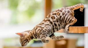 10 nomes para gatos com muita energia