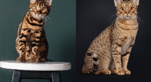 7 diferenças entre os gatos das raças bengal e ocicat