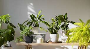 As plantas de interior com maior longevidade: são aquelas que podem viver mais de dez anos