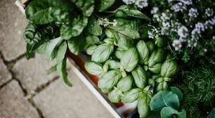 Se você tem essas plantas em casa, tem um tesouro: elas mantêm sua casa mais segura