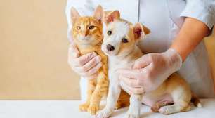 Cães e gatos sentem nossas emoções? O que dizem especialistas e a espiritualidade