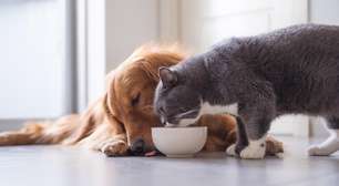 Delivery pet cresce no Brasil e veterinárias alertam sobre cuidados na alimentação natural dos animais