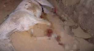 Cavalo tem patas mutiladas; famosas se revoltam e cobram punição: 'Monstro'