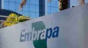 Concurso do Embrapa com mais de 1 mil vagas é homologado; confira previsão de convocação