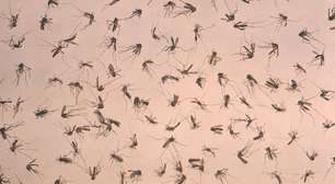 Estudo aponta que 2024 foi pior ano da dengue no mundo