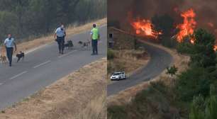 Policiais salvam cachorros durante combate a incêndio florestal em Portugal