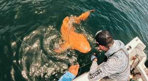 Tubarão alaranjado surpreende pescadores e pesquisadores que o avaliam como raridade