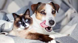 Sua casa é movimentada? Saiba como proteger os pets do excesso de energias