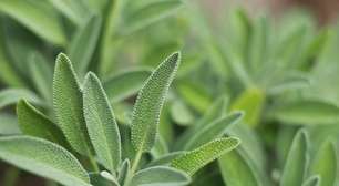 Muita gente tem essa planta no quintal, mas não sabe do seu poder: erva turbina a memória e reduz as ondas de calor
