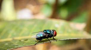 EUA confirmam primeiro caso humano de mosca-da-bicheira ligado a surto na América Central