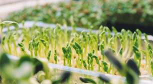 Entenda o que são microverdes e por que cultivá-los em casa