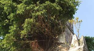 Árvore varou teto de oratório na 1ª favela do RJ