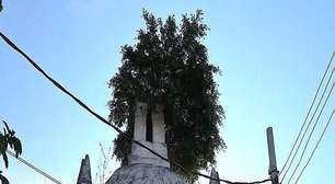Árvore atravessa teto de oratório de 120 anos, abandonado na primeira favela do RJ