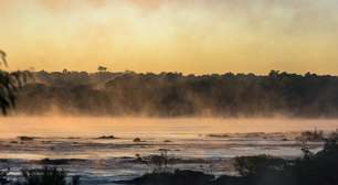 Onça-pintada é vista em ciclovia do Parque Nacional do Iguaçu