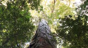 Garimpo ameaça árvores gigantes na Amazônia