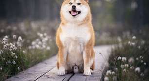 7 raças de cachorro de origem japonesa