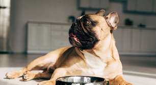 Comedouro para cachorro: veja o ranking do melhor tipo ao menos indicado