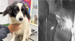Cachorro apaga dinamite jogada no quintal e salva vida de família no Peru