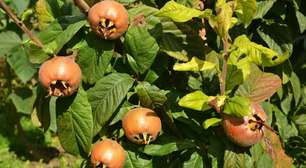 Pouco conhecida, fruta originária da Ásia é capaz de regenerar o fígado; saiba mais