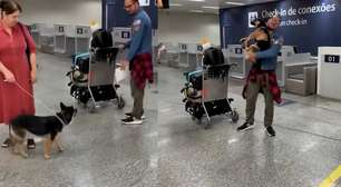 Cadelinha reconhece tutor e pula de alegria em aeroporto após 6 meses distante