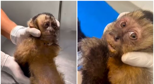 Macaca é encontrada baleada no RJ e corre risco de ficar paraplégica
