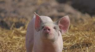 Cientistas transplantam com sucesso um pulmão de porco geneticamente modificado em um humano: aqui está o que sabemos