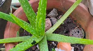 Essas são as plantas que mais gostam de cascas de ovo. Elas crescem rápido e mais fortes