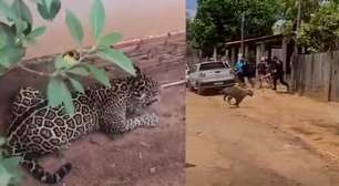 Onça-pintada é capturada após invadir casa em distrito de Porto Velho (RO)