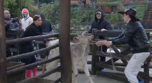 Dudu Camargo enforca bezerro em 'A Fazenda' e internautas pedem expulsão