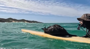 'O primeiro canguru surfista': dupla viraliza com resgate inusitado em alto mar