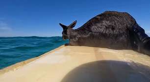 Canguru é resgatado por surfistas em alto mar na Austrália