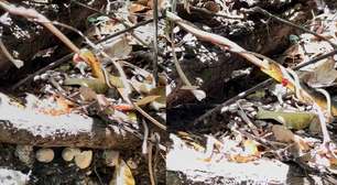 Guia flagra briga entre duas cobras em Bonito (MS)