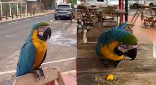 Arara-canindé surpreende casal ao participar de café da manhã em padaria de Rondonópolis (MT)