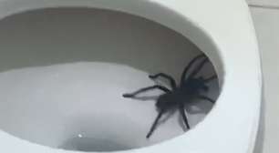 Mulher vai ao banheiro de madrugada e se depara com aranha gigante no vaso sanitário