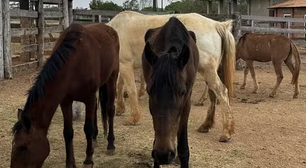 Zezé Di Camargo recebe em sua fazenda cavalos salvos de abatedouro clandestino