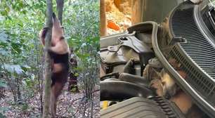 Tamanduá é resgatado após se esconder em motor de carro em Ilhabela
