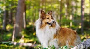 4 características do cachorro da raça pastor de Shetland