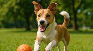 10 principais tipos de personalidades de cachorro