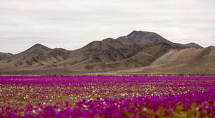 VÍDEO: Por que o deserto do Atacama está repleto de flores